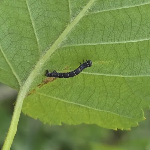 Stout Spanworm Moth