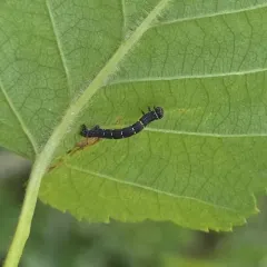 Stout Spanworm Moth thumbnail 1