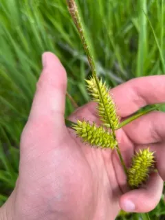 Smooth-cone Sedge thumbnail 3