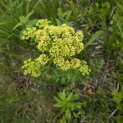 Prairie Parsley thumbnail 4