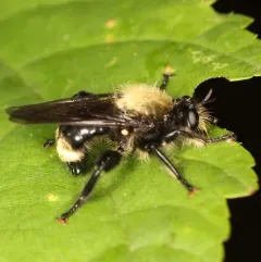 Black-waisted Laphria thumbnail 3