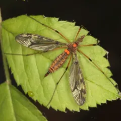 Sooty Crane Fly thumbnail 4
