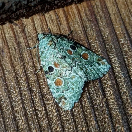 Red-spotted Glyph