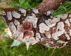Bleeding Conifer Crust thumbnail 3