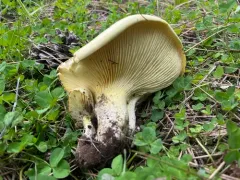 Cantharocybe gruberi thumbnail 3