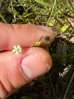 trailing pearlwort thumbnail 2