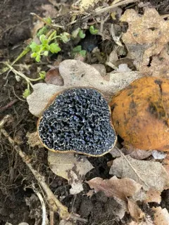 Melanogaster natsii thumbnail 2