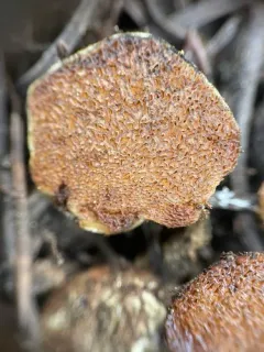Phlegmacium sublilacinum thumbnail 3