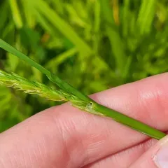 crested dogtail grass thumbnail 4