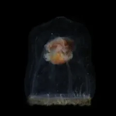 Neoturris breviconis thumbnail 4