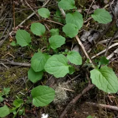 nipplewort thumbnail 3
