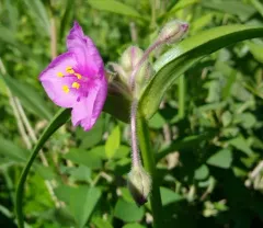 Longbract Spiderwort thumbnail 1