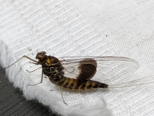 Siphlonurus mirus