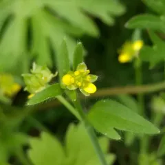smallflower buttercup thumbnail 4