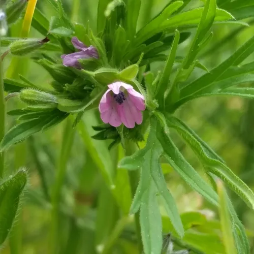 Cut-leaved crane's-bill