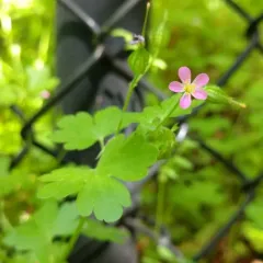 Shining Crane's-bill thumbnail 2
