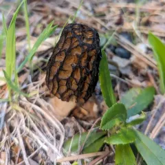 Morchella brunnea thumbnail 2