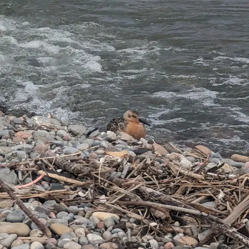 Red Knot