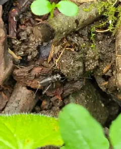 Wood Cricket thumbnail 4