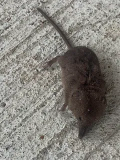 Pacific Shrew thumbnail 4