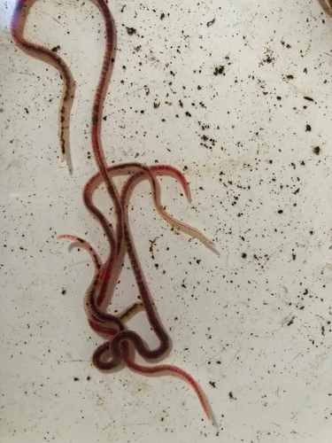 Kincaidiana hexatheca
