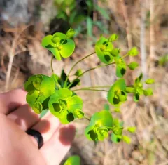 leafy spurge thumbnail 3