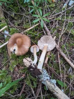 Inocybe praetervisa thumbnail 1