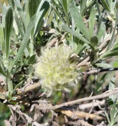 Woolly Bud Gall Midge thumbnail 3