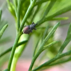 Mecinus pascuorum thumbnail 4
