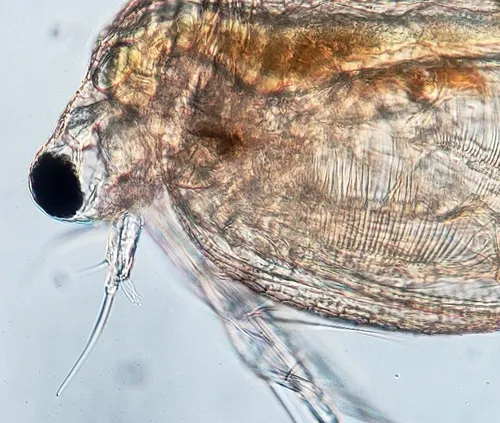 Ceriodaphnia dubia