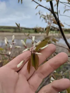 Intermediate Serviceberry thumbnail 2