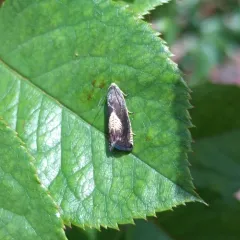 Three-lined Grapholita Moth thumbnail 2