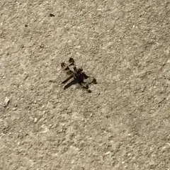 Common Whitetail thumbnail 1