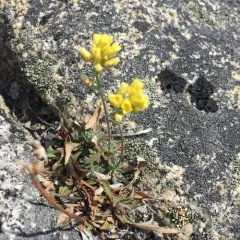 Few-seeded Draba thumbnail 2