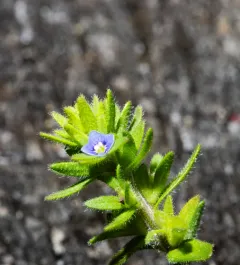 Spring Speedwell thumbnail 3