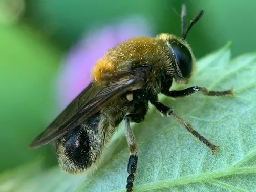 Greater Ant Fly