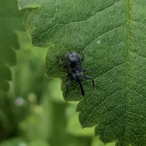 Strawberry blossom weevil