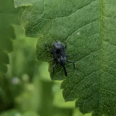 Strawberry blossom weevil thumbnail 1