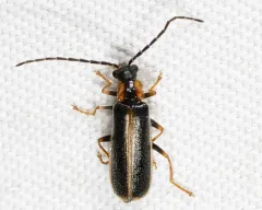 Guided Solider Beetle thumbnail 3