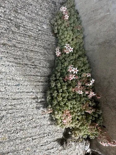 thick-leaved stonecrop