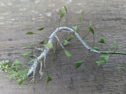 White Rust