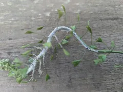 White Rust thumbnail 1