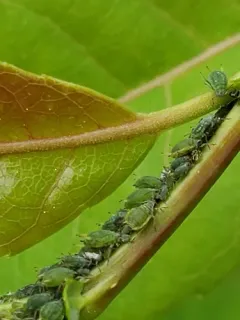 Small Willow Aphid thumbnail 2