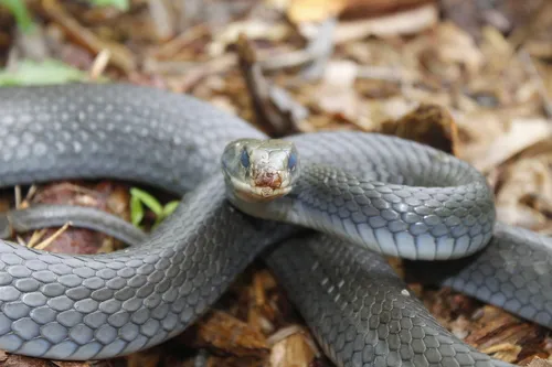 Snake Fungal Disease