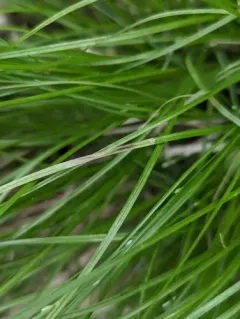 Appalachian sedge thumbnail 3