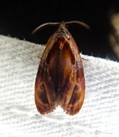 Broken-lined Zomaria Moth thumbnail 1
