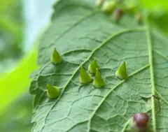 Hackberry Thorn Gall Midge thumbnail 1