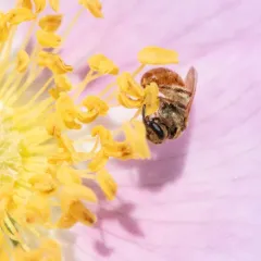 Viereck's Sweat Bee thumbnail 2