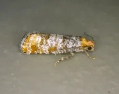 Retinia pallipennis thumbnail 2