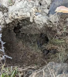 Montane Vole thumbnail 4